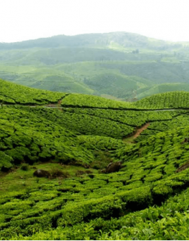 Munnar, Kerala