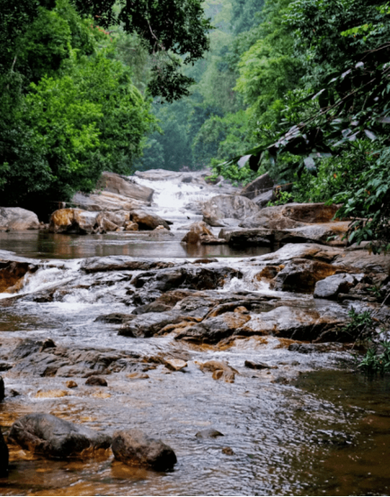 Wayanad Hill Station
